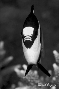 B&W picture for a B&W fish by Raoul Caprez 